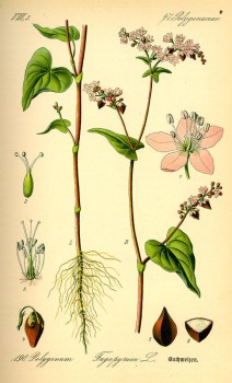 Buchweizen Litho